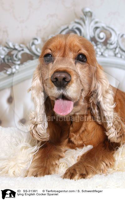 liegender English Cocker Spaniel / lying English Cocker Spaniel / SS-31381