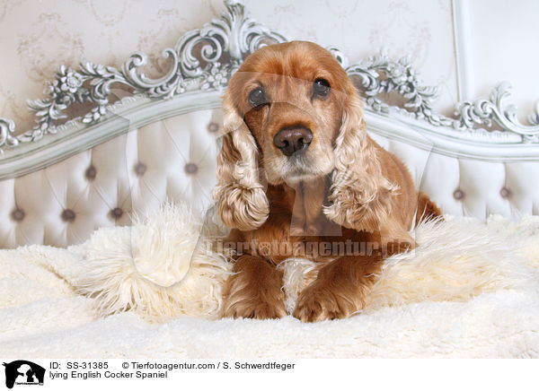 liegender English Cocker Spaniel / lying English Cocker Spaniel / SS-31385