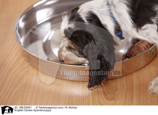 English Cocker Spaniel Welpe / English Cocker Spaniel puppy / RR-52841