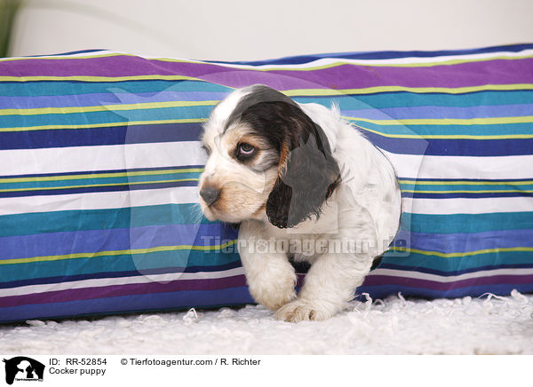 English Cocker Spaniel Welpe / Cocker puppy / RR-52854