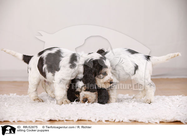 English Cocker Spaniel Welpen / sitting Cocker puppies / RR-52875