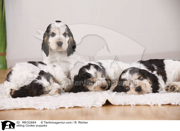 English Cocker Spaniel Welpen / sitting Cocker puppies / RR-52884