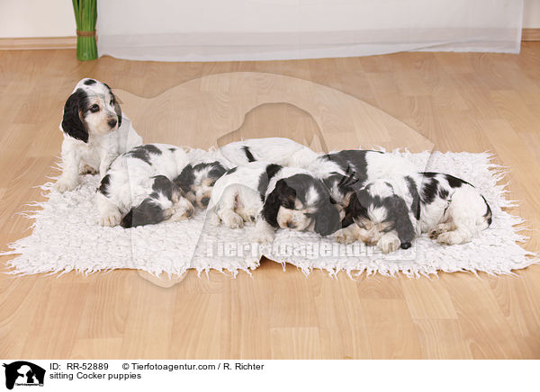 English Cocker Spaniel Welpen / sitting Cocker puppies / RR-52889