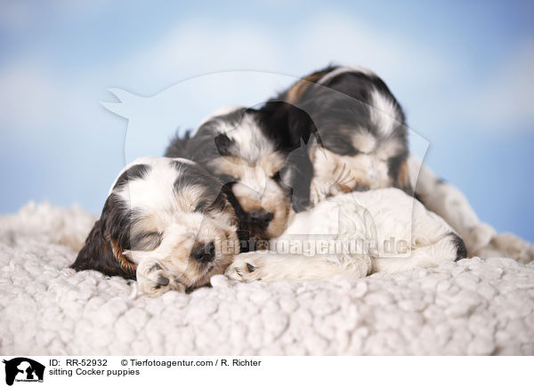 English Cocker Spaniel Welpen / sitting Cocker puppies / RR-52932