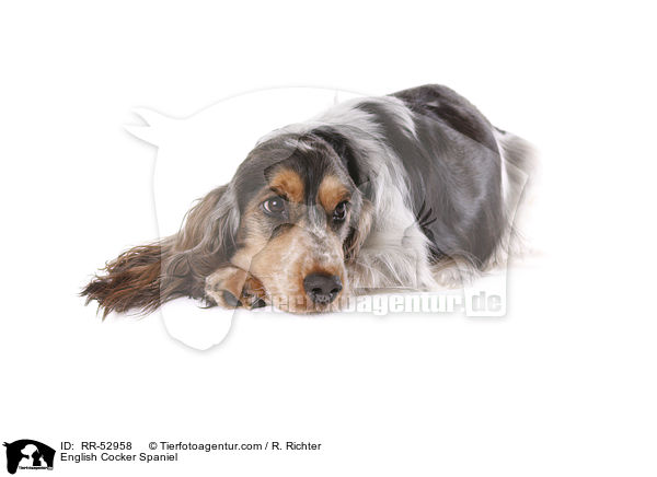 English Cocker Spaniel / English Cocker Spaniel / RR-52958
