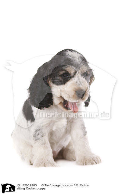 sitzender English Cocker Spaniel Welpe / sitting Cocker puppy / RR-52983