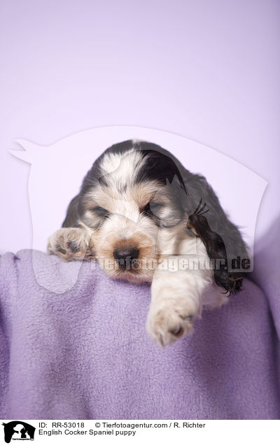 English Cocker Spaniel Welpe / English Cocker Spaniel puppy / RR-53018