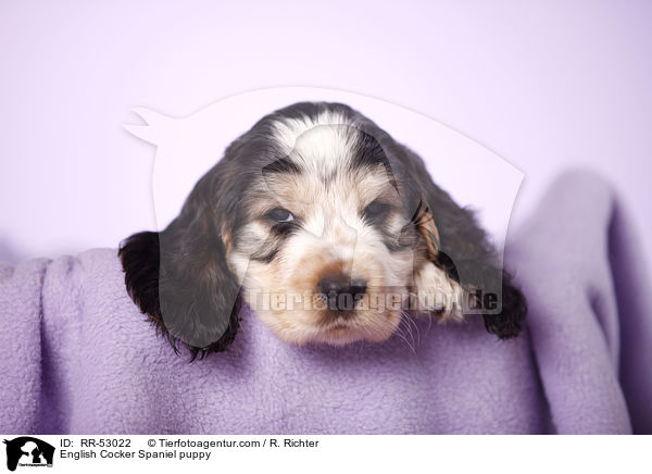 English Cocker Spaniel Welpe / English Cocker Spaniel puppy / RR-53022