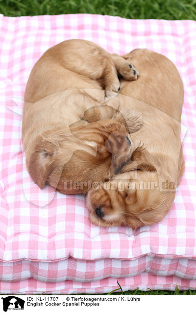 English Cocker Spaniel Welpen / English Cocker Spaniel Puppies / KL-11707