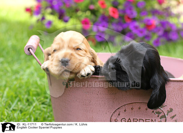 English Cocker Spaniel Welpen / English Cocker Spaniel Puppies / KL-11711