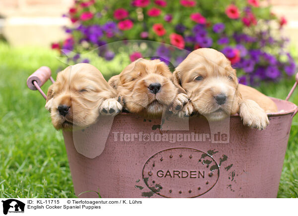 English Cocker Spaniel Welpen / English Cocker Spaniel Puppies / KL-11715