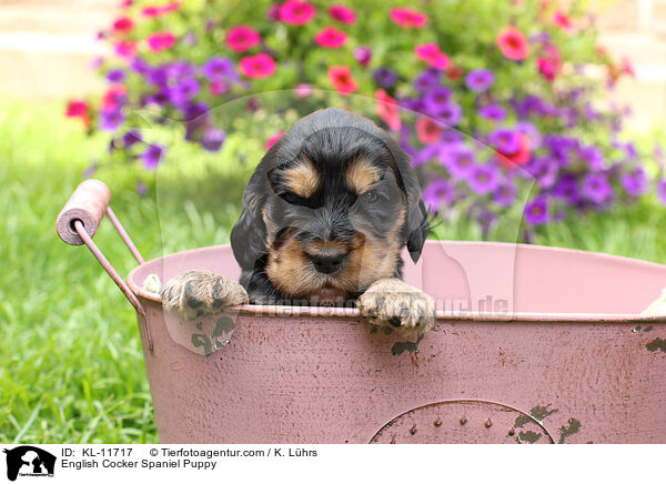 English Cocker Spaniel Welpe / English Cocker Spaniel Puppy / KL-11717