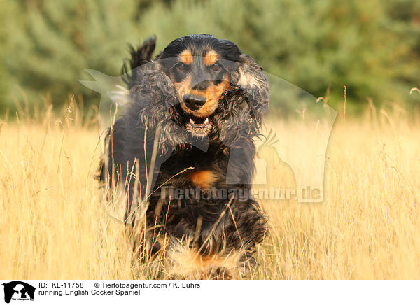 rennender English Cocker Spaniel / running English Cocker Spaniel / KL-11758