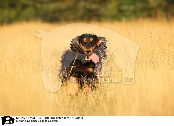 rennender English Cocker Spaniel / running English Cocker Spaniel / KL-11762