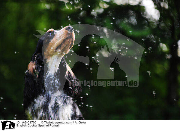 English Cocker Spaniel Portrait / English Cocker Spaniel Portrait / AG-01700