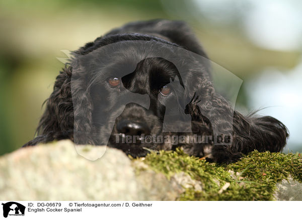 English Cocker Spaniel / English Cocker Spaniel / DG-06679