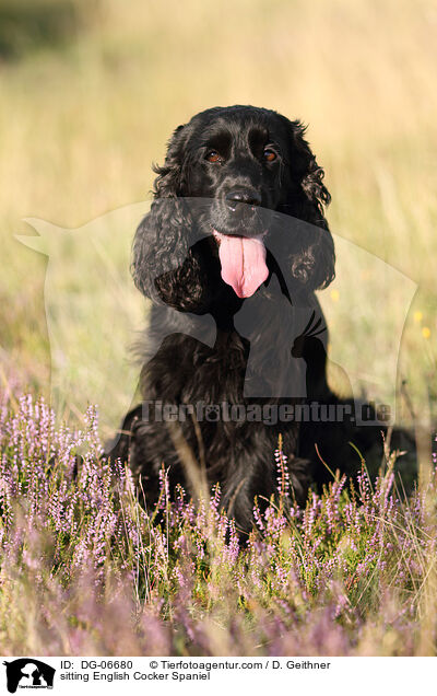 sitzender English Cocker Spaniel / sitting English Cocker Spaniel / DG-06680