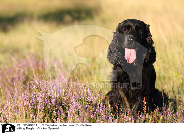 sitzender English Cocker Spaniel / sitting English Cocker Spaniel / DG-06681