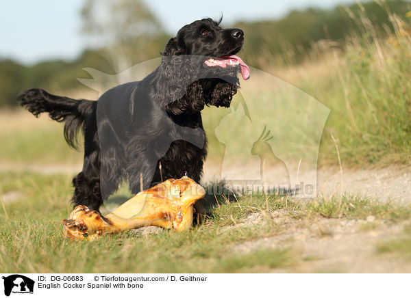 English Cocker Spaniel mit Knochen / English Cocker Spaniel with bone / DG-06683