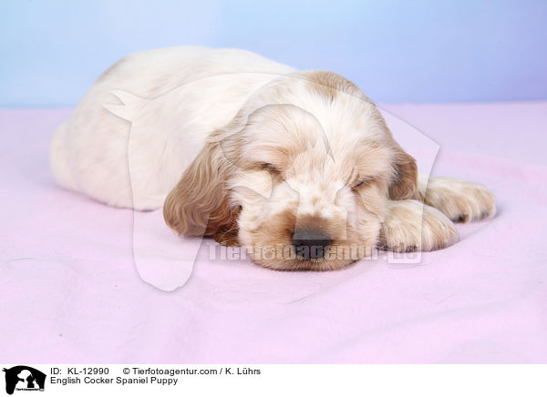 English Cocker Spaniel Welpe / English Cocker Spaniel Puppy / KL-12990