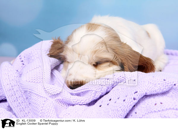 English Cocker Spaniel Welpe / English Cocker Spaniel Puppy / KL-13009