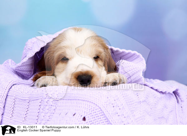 English Cocker Spaniel Welpe / English Cocker Spaniel Puppy / KL-13011