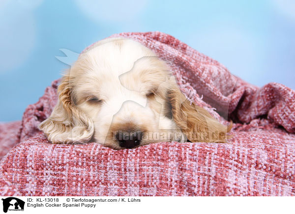 English Cocker Spaniel Welpe / English Cocker Spaniel Puppy / KL-13018