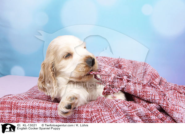 English Cocker Spaniel Welpe / English Cocker Spaniel Puppy / KL-13021