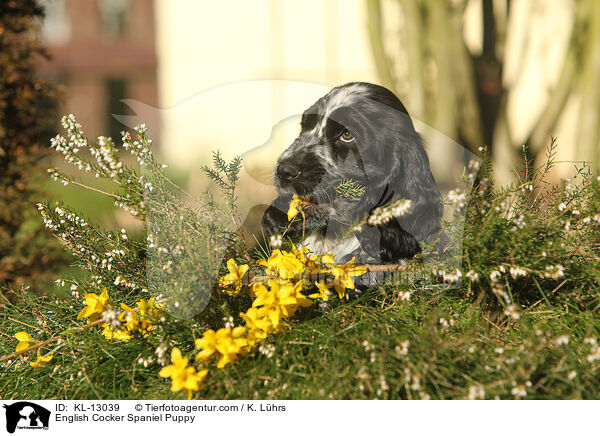 English Cocker Spaniel Welpe / English Cocker Spaniel Puppy / KL-13039