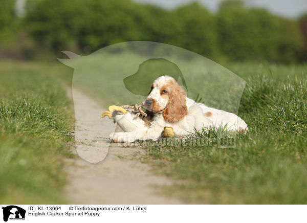 English Cocker Spaniel Welpe / English Cocker Spaniel Puppy / KL-13664