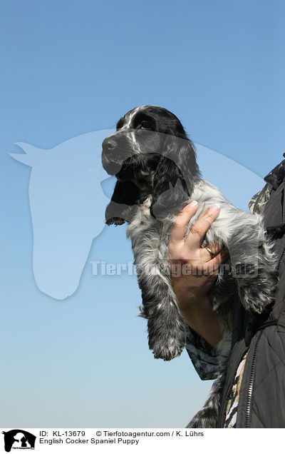 English Cocker Spaniel Welpe / English Cocker Spaniel Puppy / KL-13679
