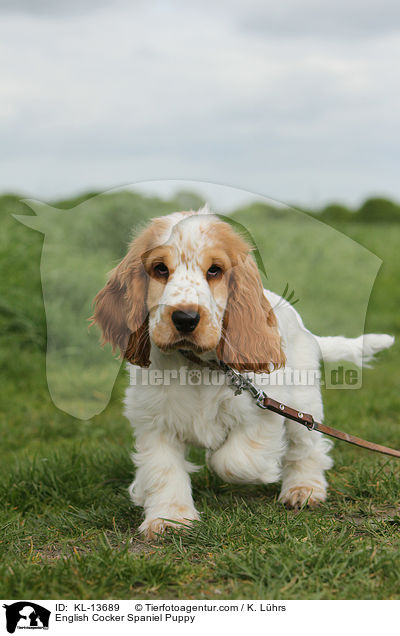English Cocker Spaniel Welpe / English Cocker Spaniel Puppy / KL-13689