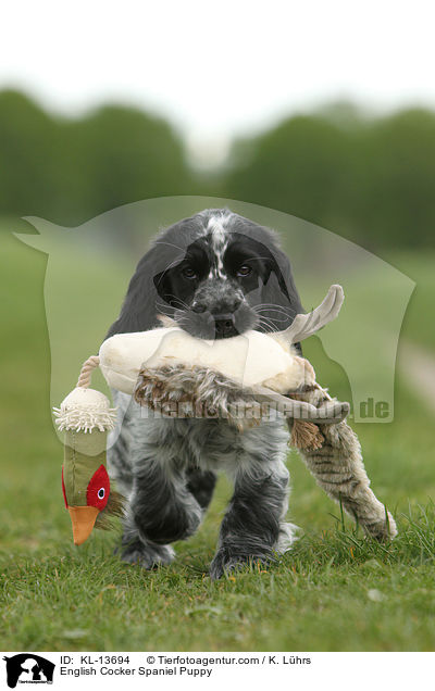 English Cocker Spaniel Welpe / English Cocker Spaniel Puppy / KL-13694