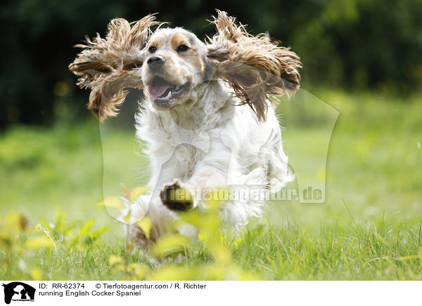 running English Cocker Spaniel / RR-62374