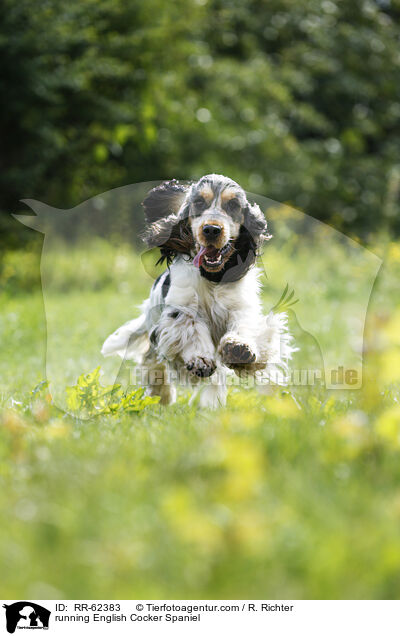 rennender English Cocker Spaniel / running English Cocker Spaniel / RR-62383