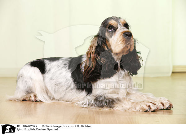 liegender English Cocker Spaniel / lying English Cocker Spaniel / RR-62392