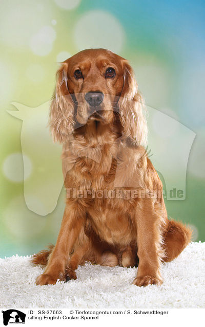 sitzender English Cocker Spaniel / sitting English Cocker Spaniel / SS-37663