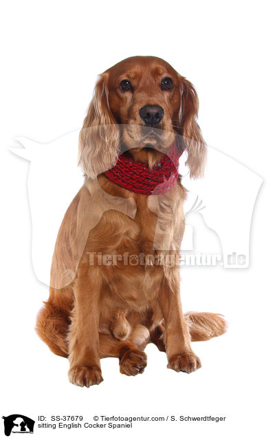 sitzender English Cocker Spaniel / sitting English Cocker Spaniel / SS-37679