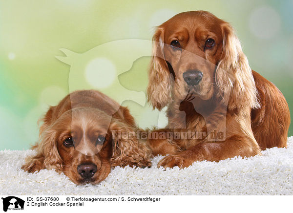 2 English Cocker Spaniel / 2 English Cocker Spaniel / SS-37680