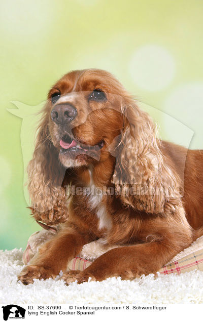 liegender English Cocker Spaniel / lying English Cocker Spaniel / SS-37690