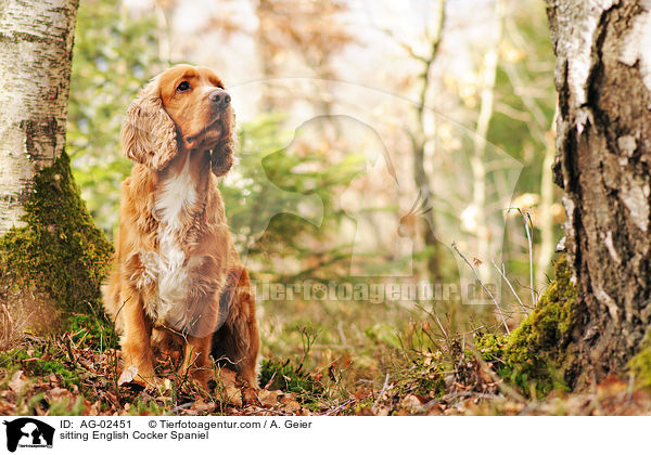 sitzender English Cocker Spaniel / sitting English Cocker Spaniel / AG-02451