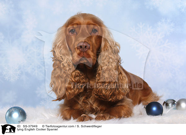 liegender English Cocker Spaniel / lying English Cocker Spaniel / SS-37949
