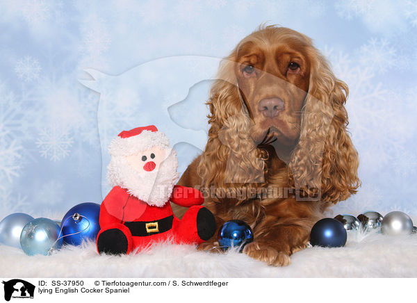 liegender English Cocker Spaniel / lying English Cocker Spaniel / SS-37950