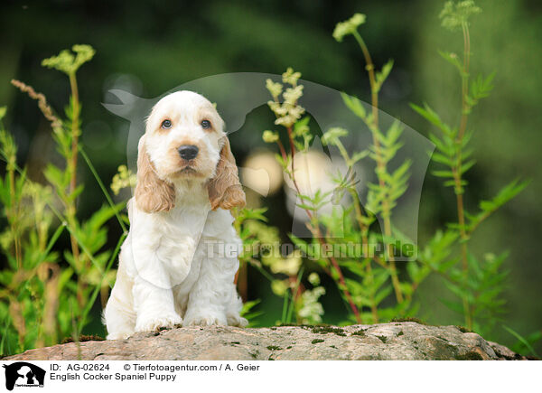 English Cocker Spaniel Welpe / English Cocker Spaniel Puppy / AG-02624