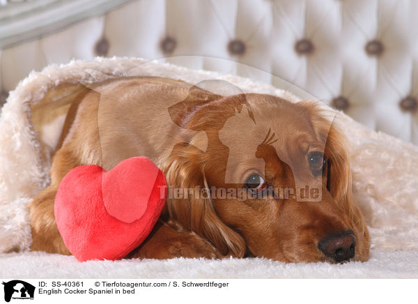 English Cocker Spaniel im Bett / English Cocker Spaniel in bed / SS-40361