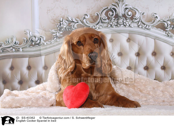 English Cocker Spaniel im Bett / English Cocker Spaniel in bed / SS-40362