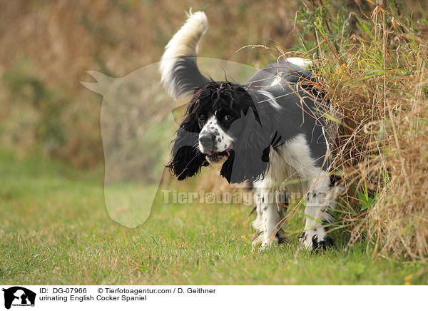 markierender English Cocker Spaniel / urinating English Cocker Spaniel / DG-07966