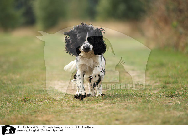 running English Cocker Spaniel / DG-07969