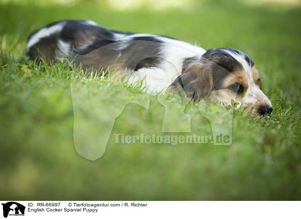 English Cocker Spaniel Welpe / English Cocker Spaniel Puppy / RR-66997