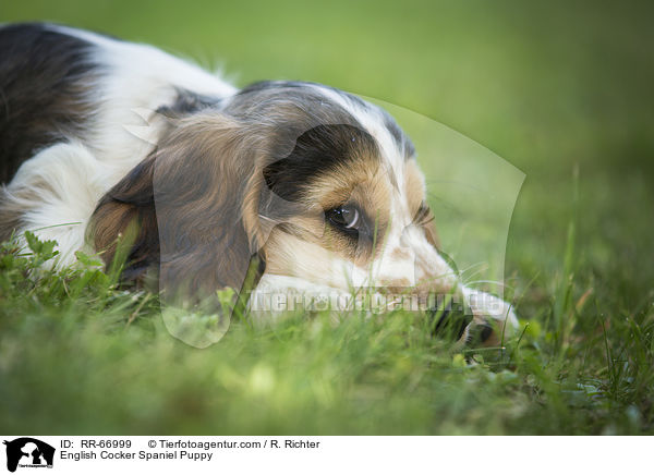 English Cocker Spaniel Welpe / English Cocker Spaniel Puppy / RR-66999